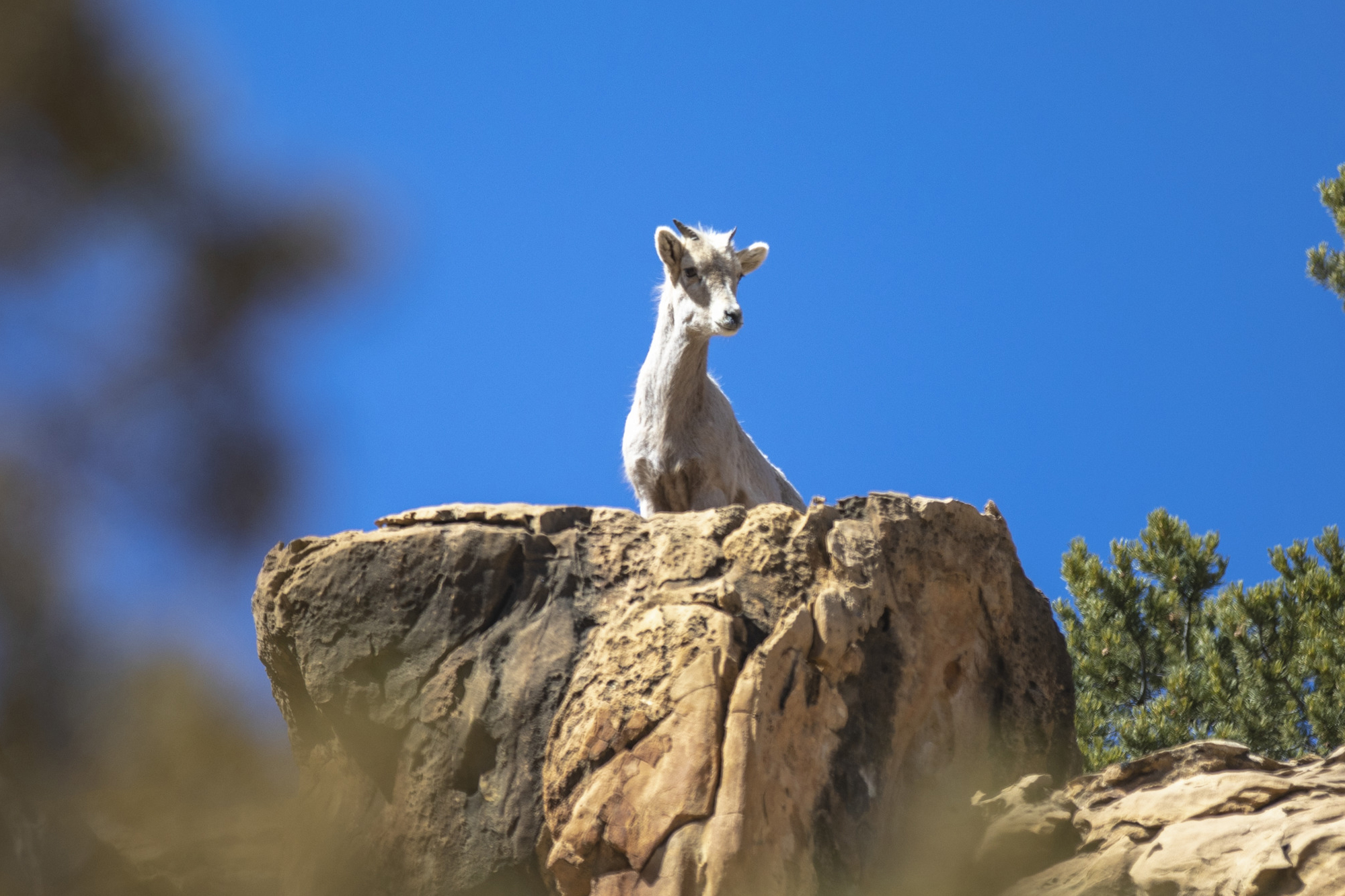 Nature and Wildlife in Utah — Wildlife Watching Visit Utah